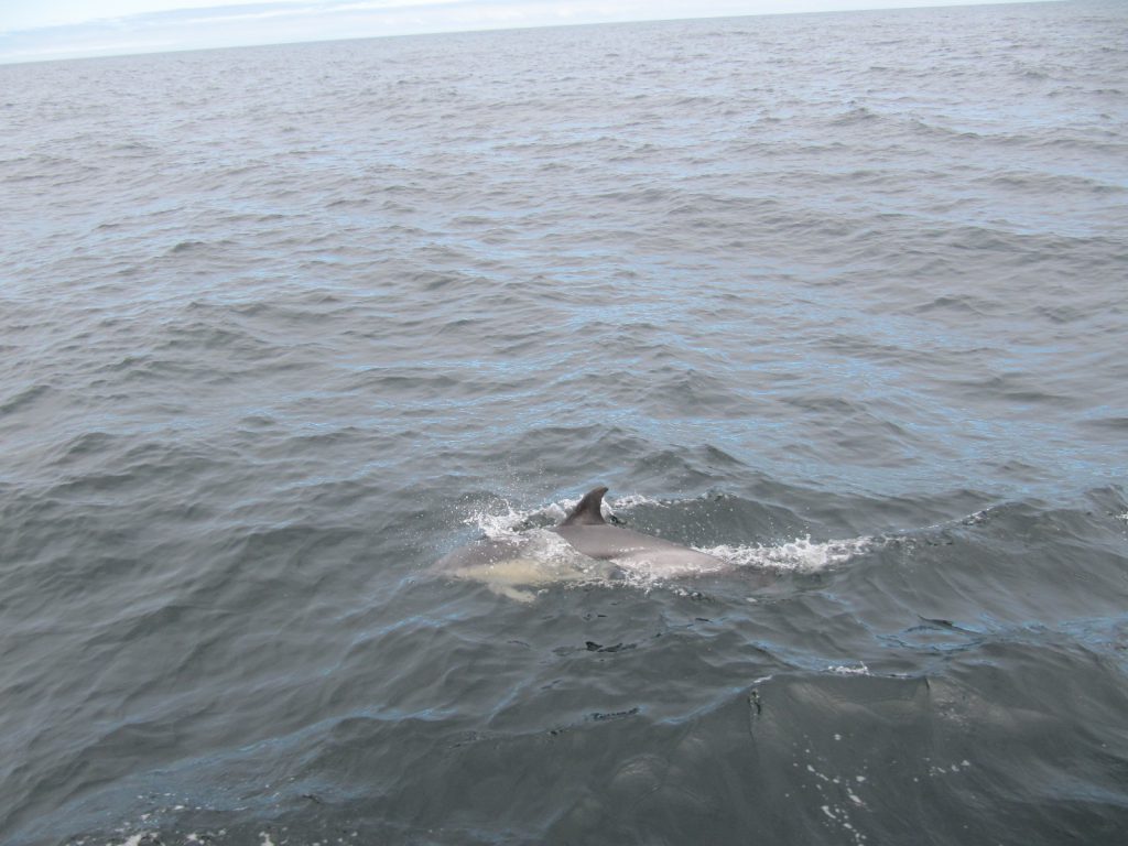 Dolfijnen bij Ria de Arousa